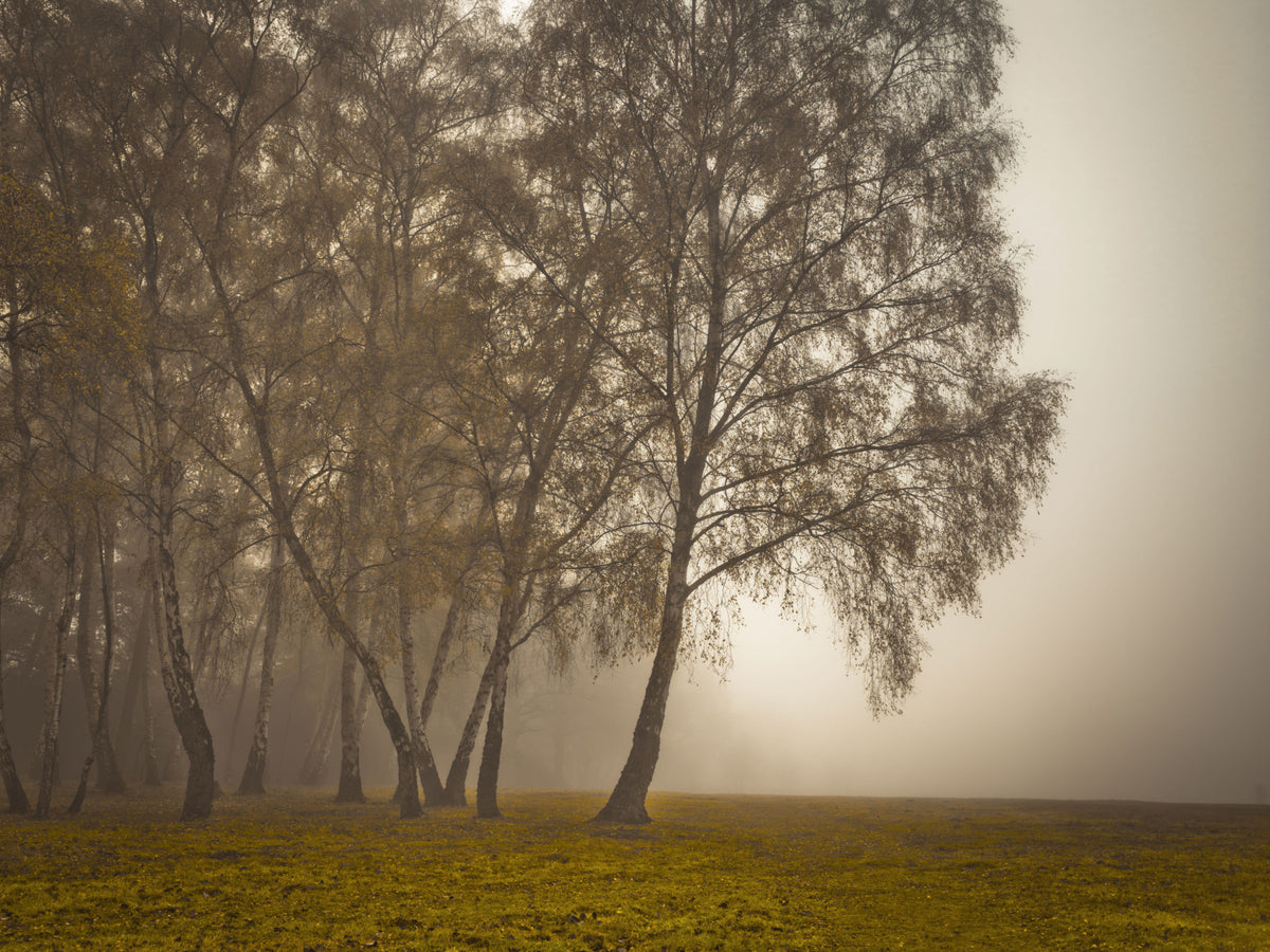 Golden Morning Mist Forest Wall Mural in your room