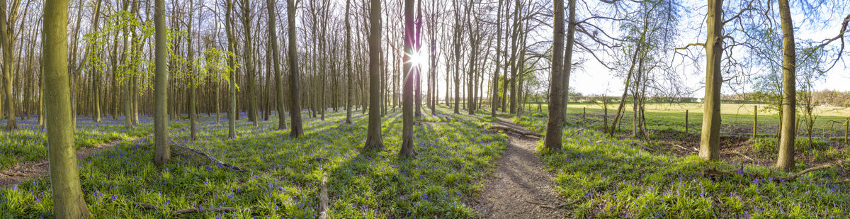 Woodland Morning Sunlight Wall Mural in your room — zoomed
