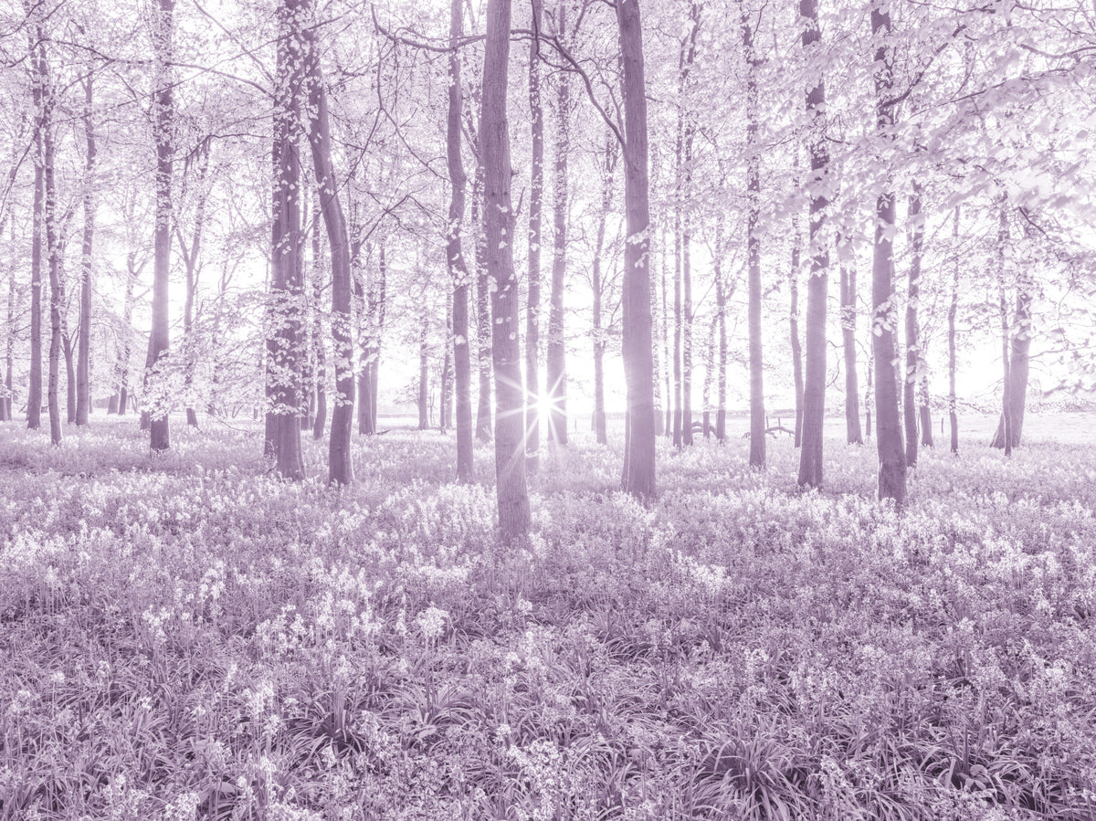Sunlit Forest Canopy in Pastel Lilac Wall Mural in your room — zoomed