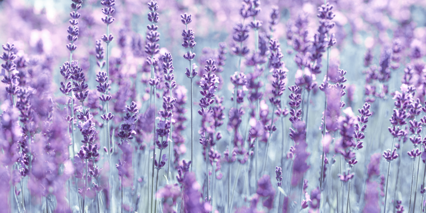 Abstract Lavender Dreamscape Wall Mural