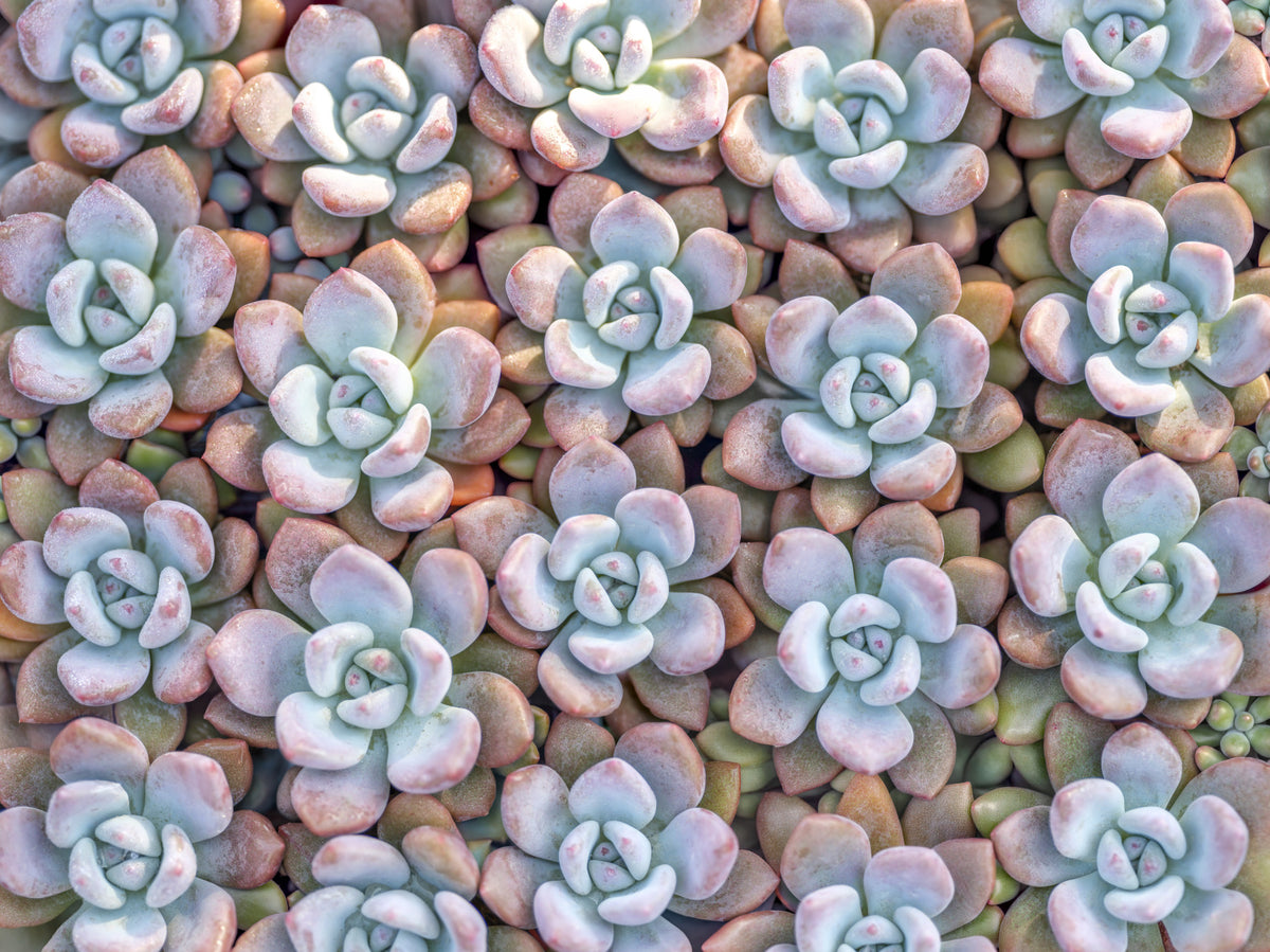 Desert Bloom Succulent Motif Wall Mural in your room