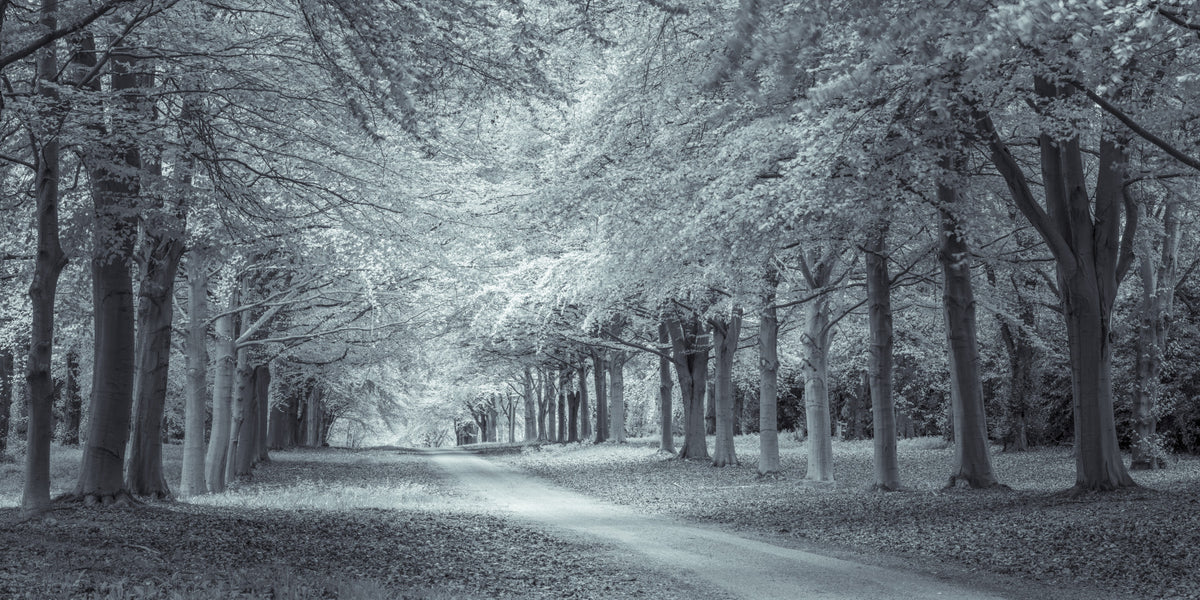 Serene Forest Canopy Path Wall Mural in your room — zoomed