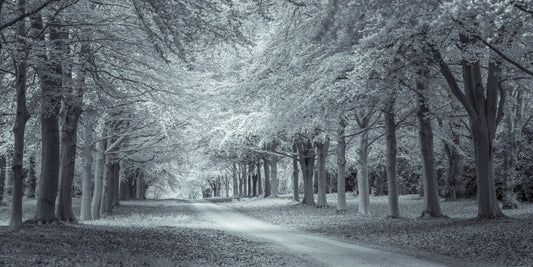 Serene Forest Canopy Path Wall Mural