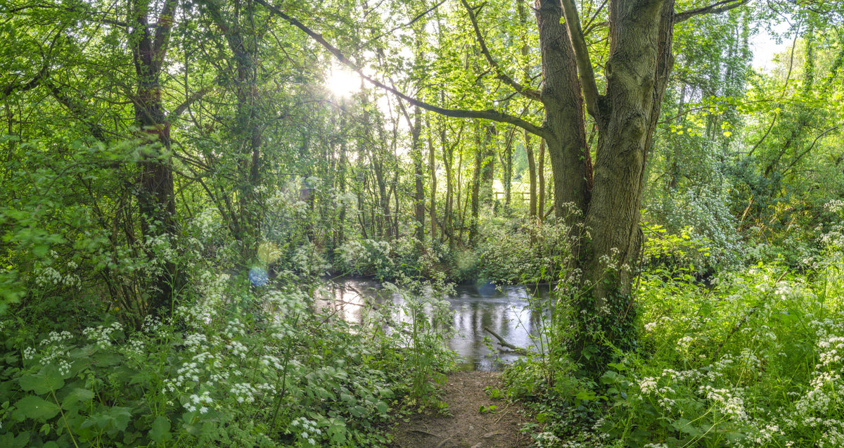 Sun-Dappled Wilderness Woodland View Wall Mural in your room