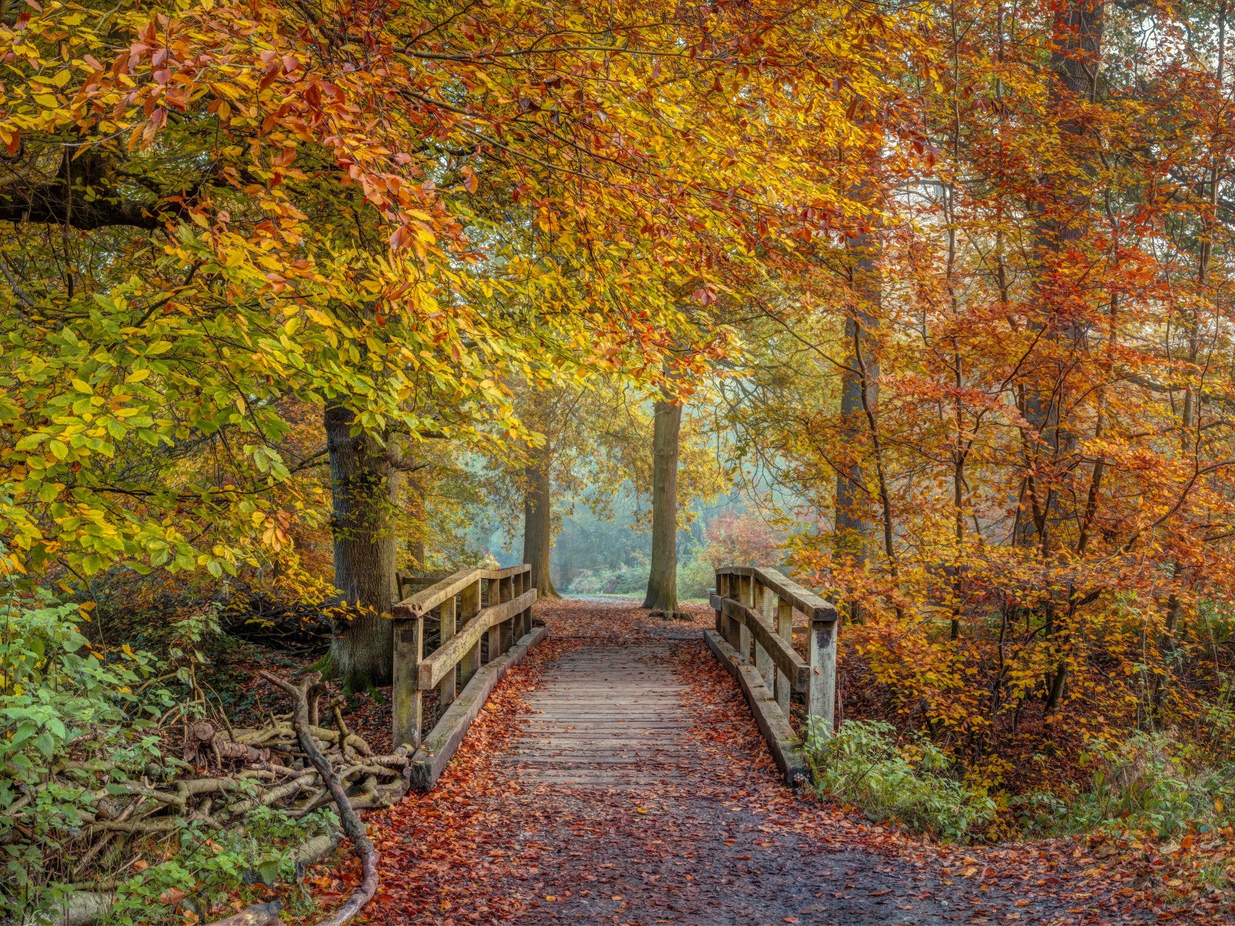 Misty Woodland Bridge Walkway Wall Mural