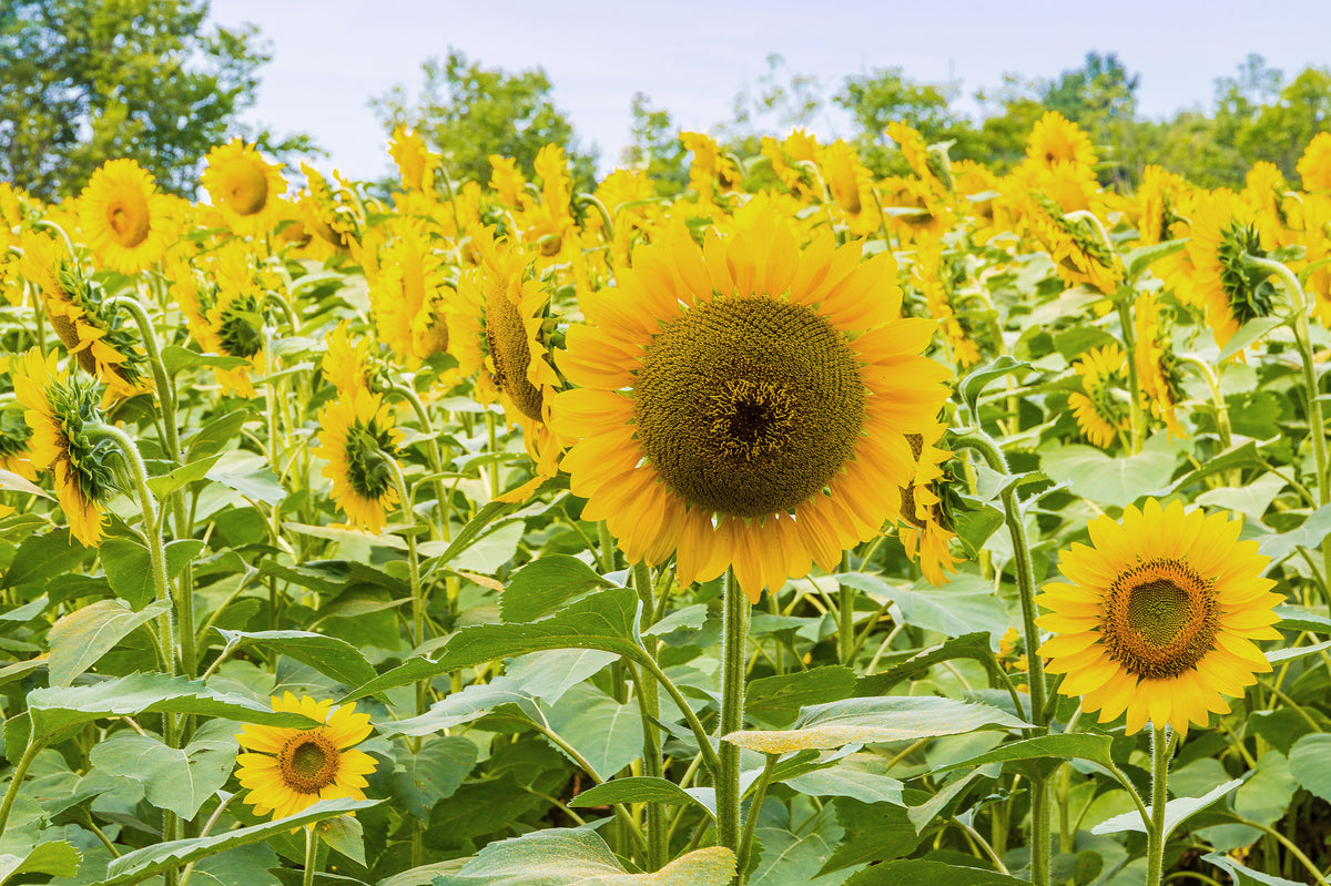 Golden Sunflower Field Meadow Wall Mural in your room — zoomed