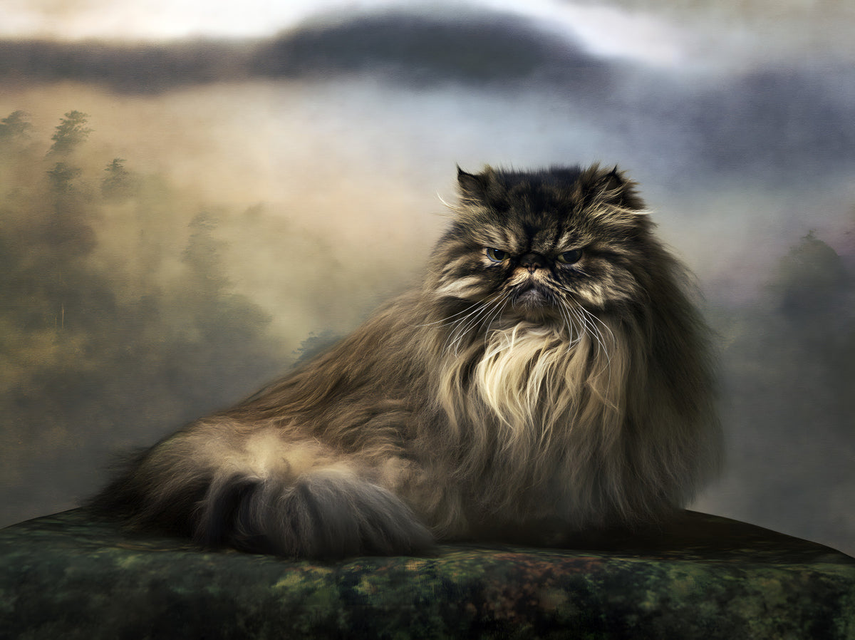 Misty Forest Persian Feline Wall Mural in your room
