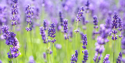 Abstract Floral Lavender Harmony Wall Mural