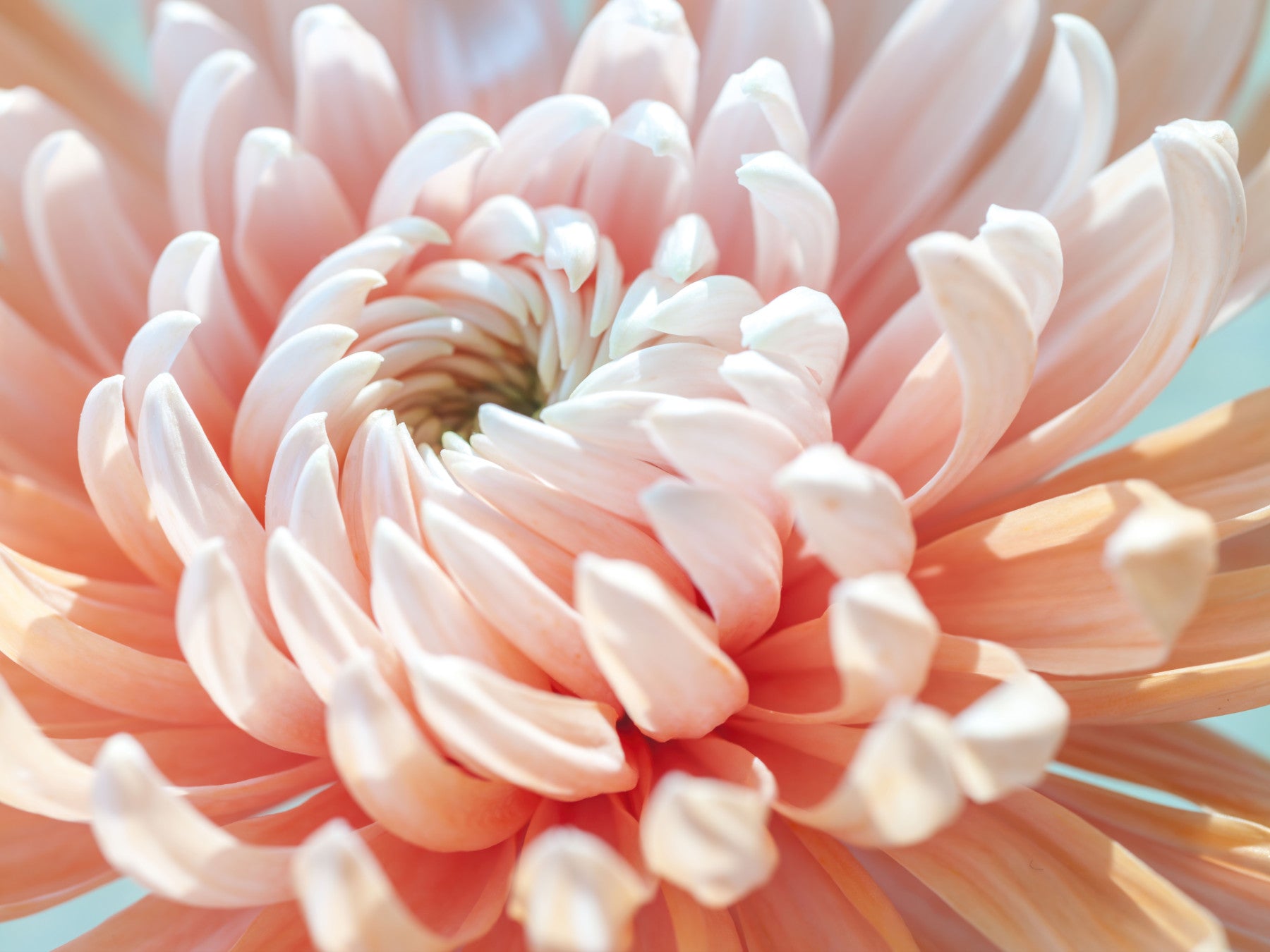 Coral Bloom Macro Detail Wall Mural