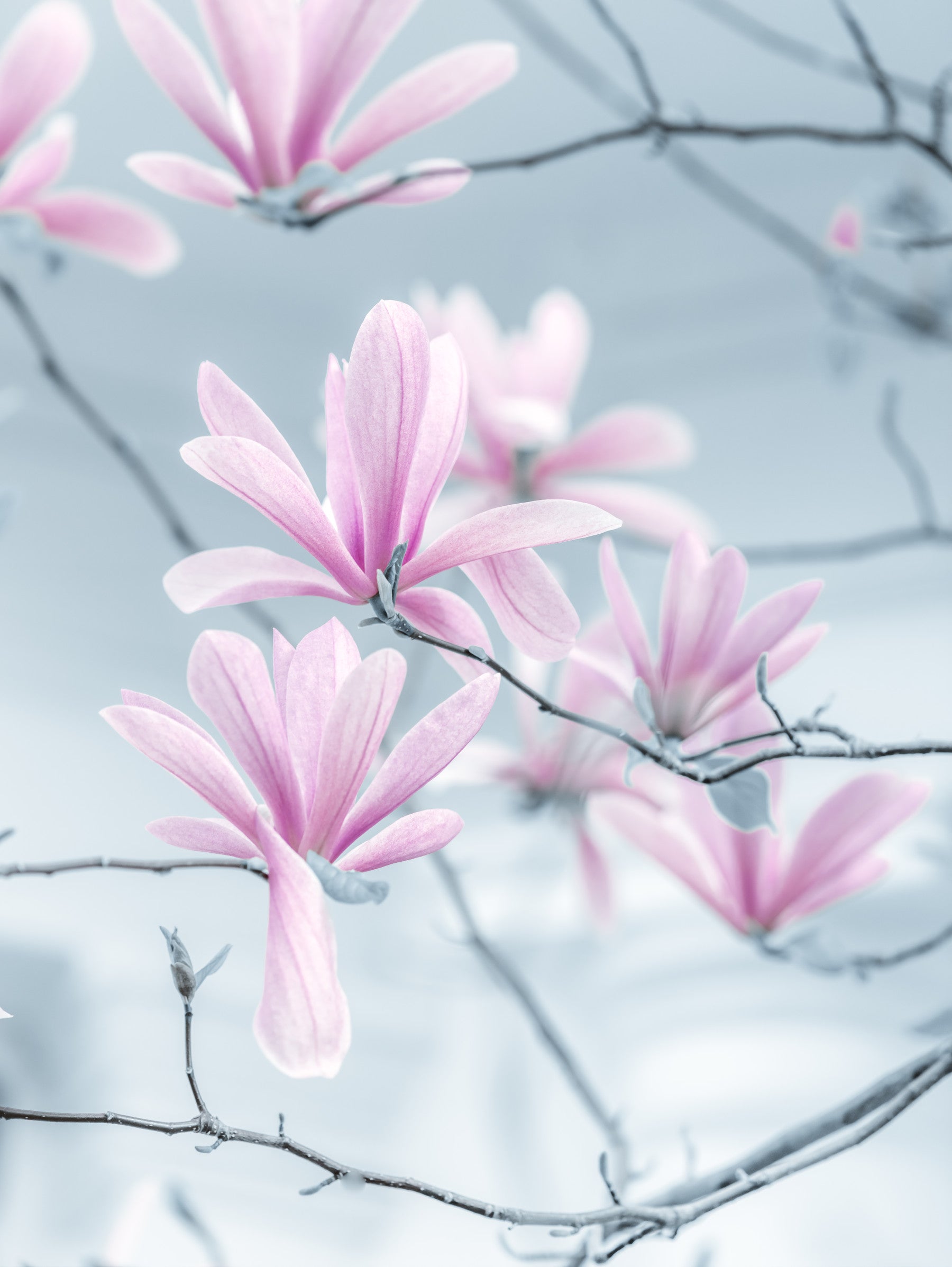 Minimalist Magnolia Branches Wall Mural