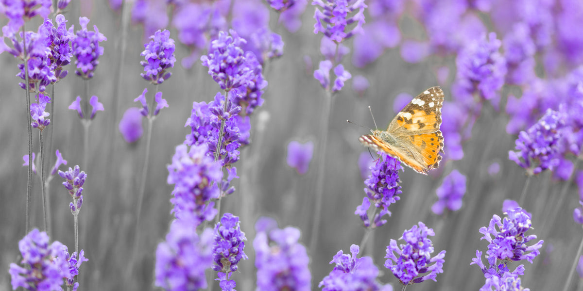 Purple Petals and Butterfly Garden Wall Mural in your room