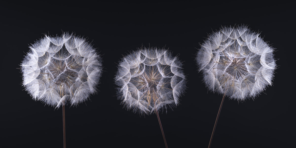 Minimalist Monochrome Seed Heads Wall Mural in your room — zoomed
