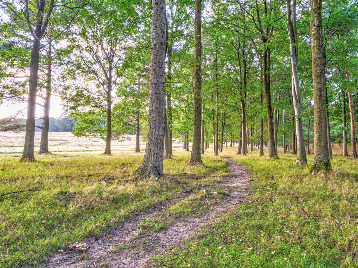 Verdant Woodland Escape Wall Mural in your room — zoomed