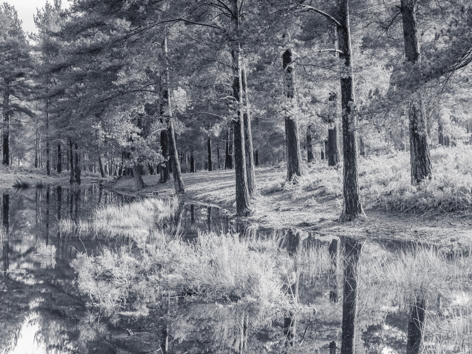 Monochrome Pine Forest Reflection Wall Mural