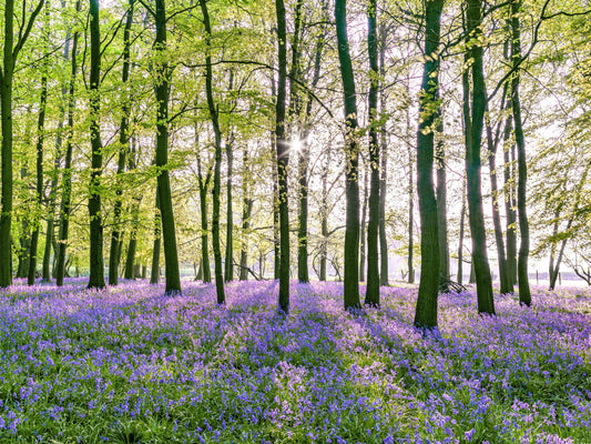 Spring Floral Forest Meadow Wall Mural