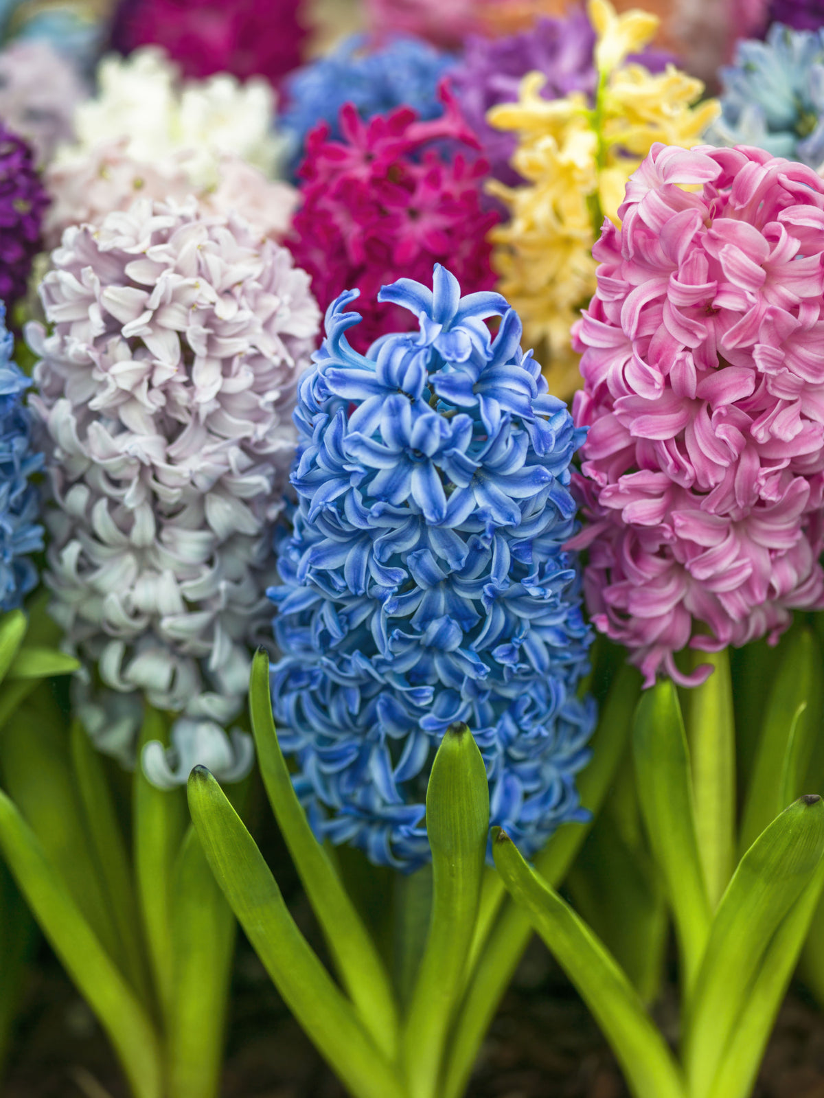 Hyacinth Petal Abstraction Wall Mural in your room — zoomed