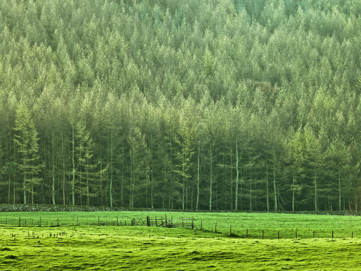 Verdant Woodland Valley Wall Mural in your room