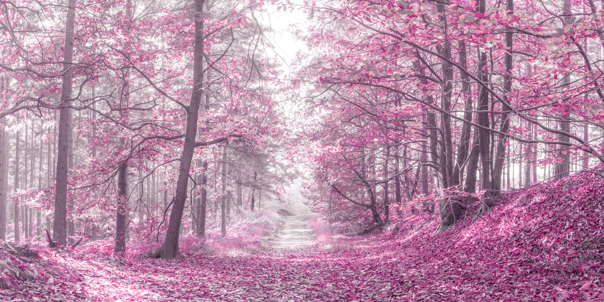 Magenta Woodland Pathway Wall Mural in your room