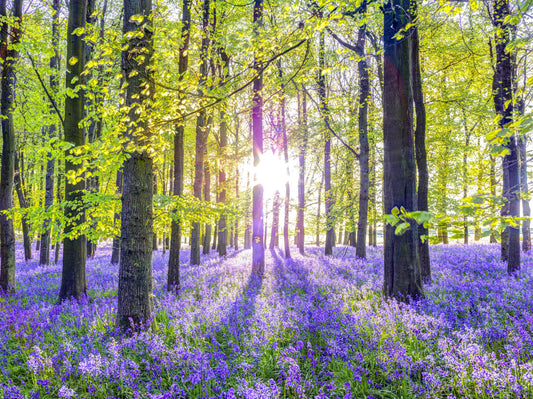 Springtime Purple Woodland Vista Wall Mural