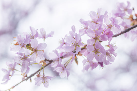 Minimalist Spring Petal Study Wall Mural