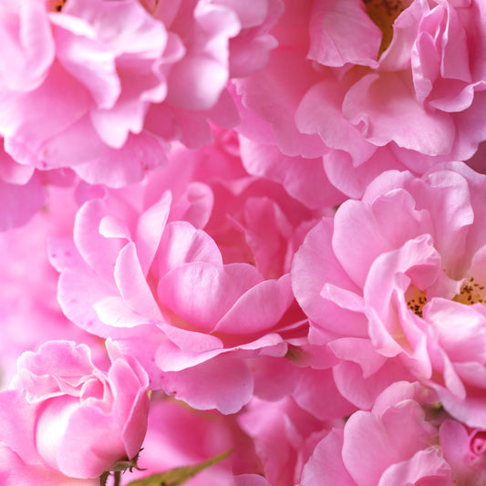 Macro Rose Petal Abstraction Wall Mural