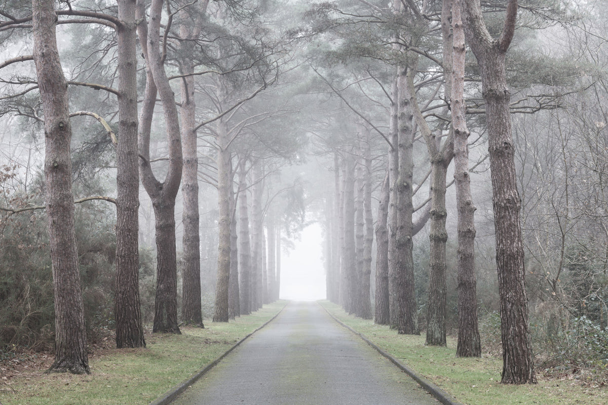 Enchanted Foggy Pine Corridor Wall Mural in your room — zoomed