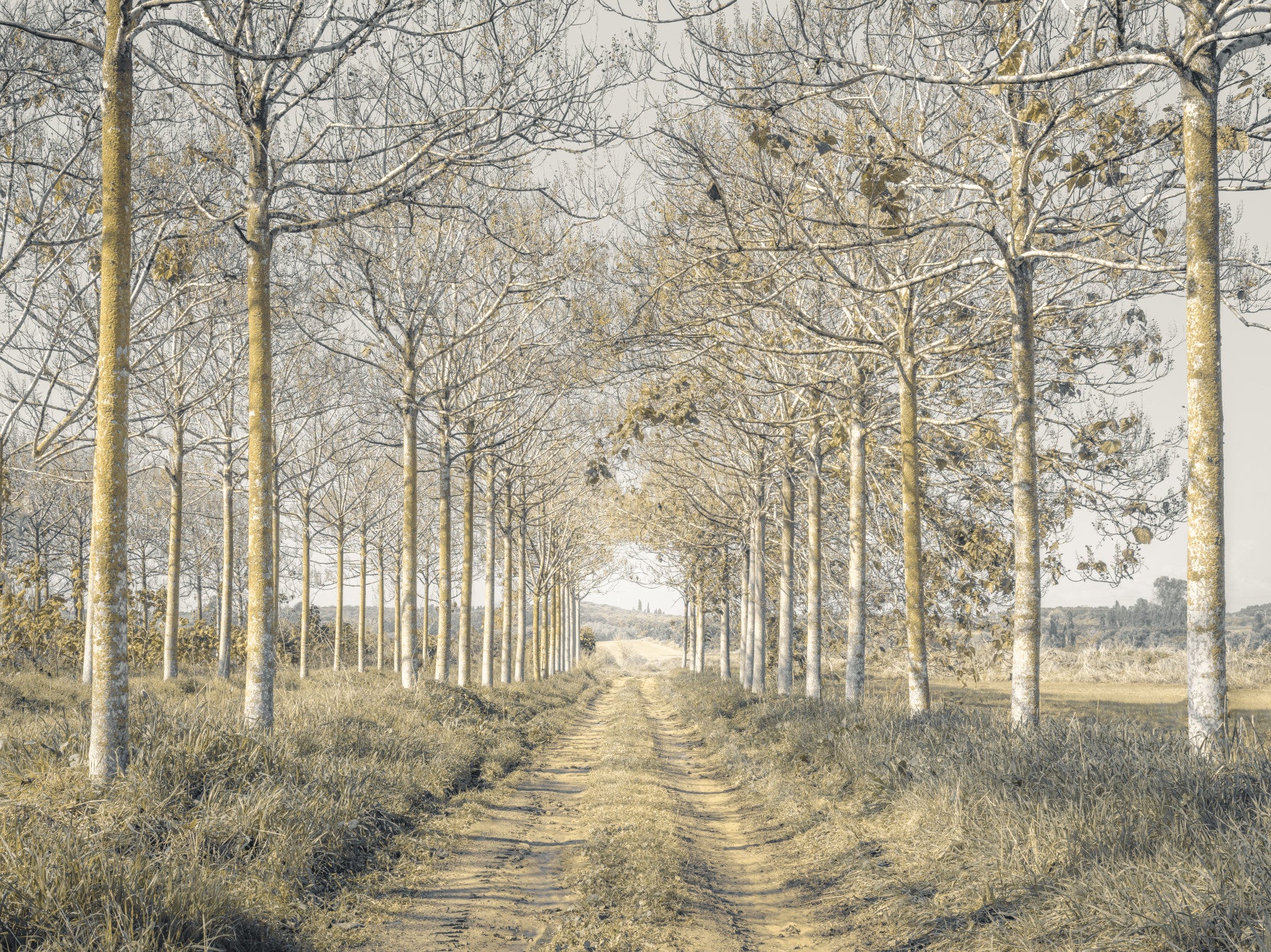 Rustic Forest Corridor Wall Mural