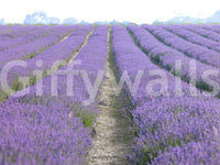 Subtle lavender colors creating an elegant, peaceful room vibe

