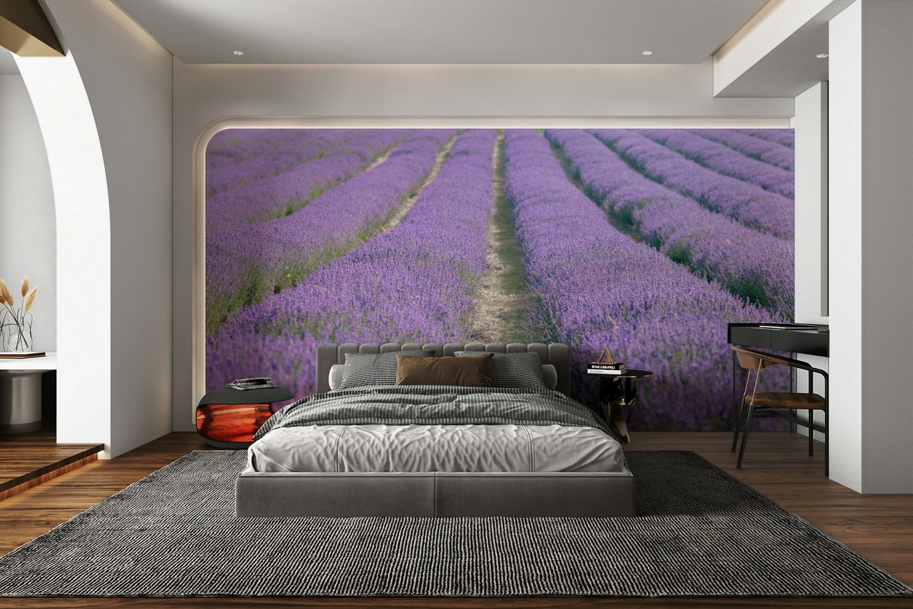 Lavender Dreams Wall Mural featuring a peaceful lavender field

