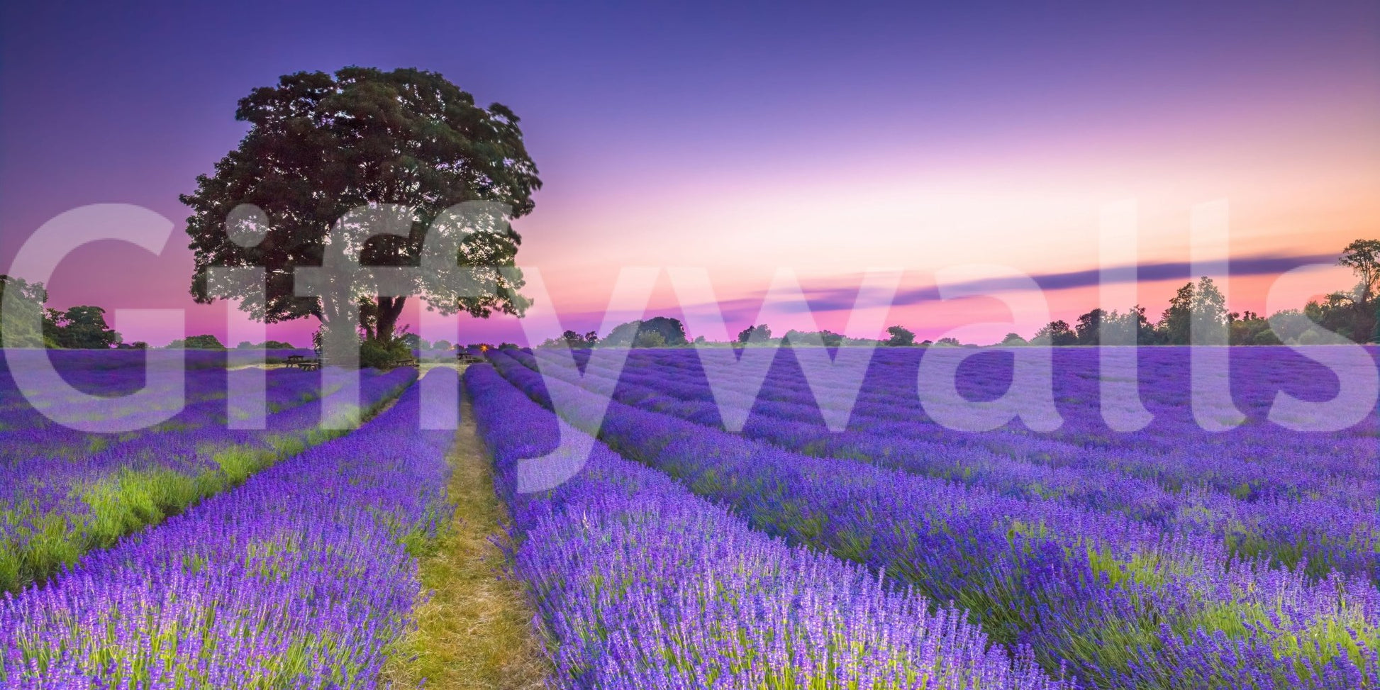 Stunning lavender field mural capturing sunset hues and light.

