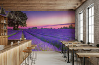 Serene lavender field mural with warm golden hues from sunset.

