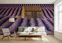 Lavender Haven wallpaper with expansive lavender fields for bedrooms or living rooms.