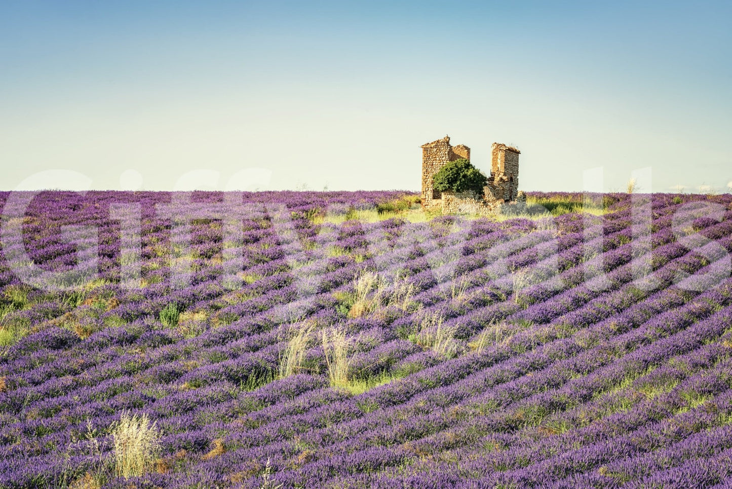 Endless purple Lavender Field Sunset wall mural, dramatic sky light.