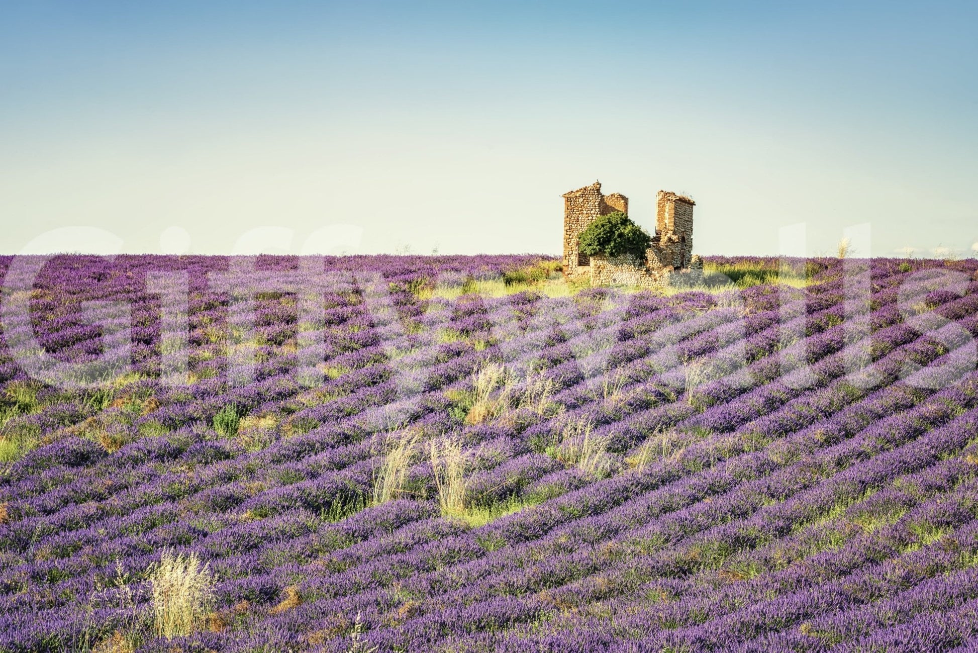Endless purple Lavender Field Sunset wall mural, dramatic sky light.