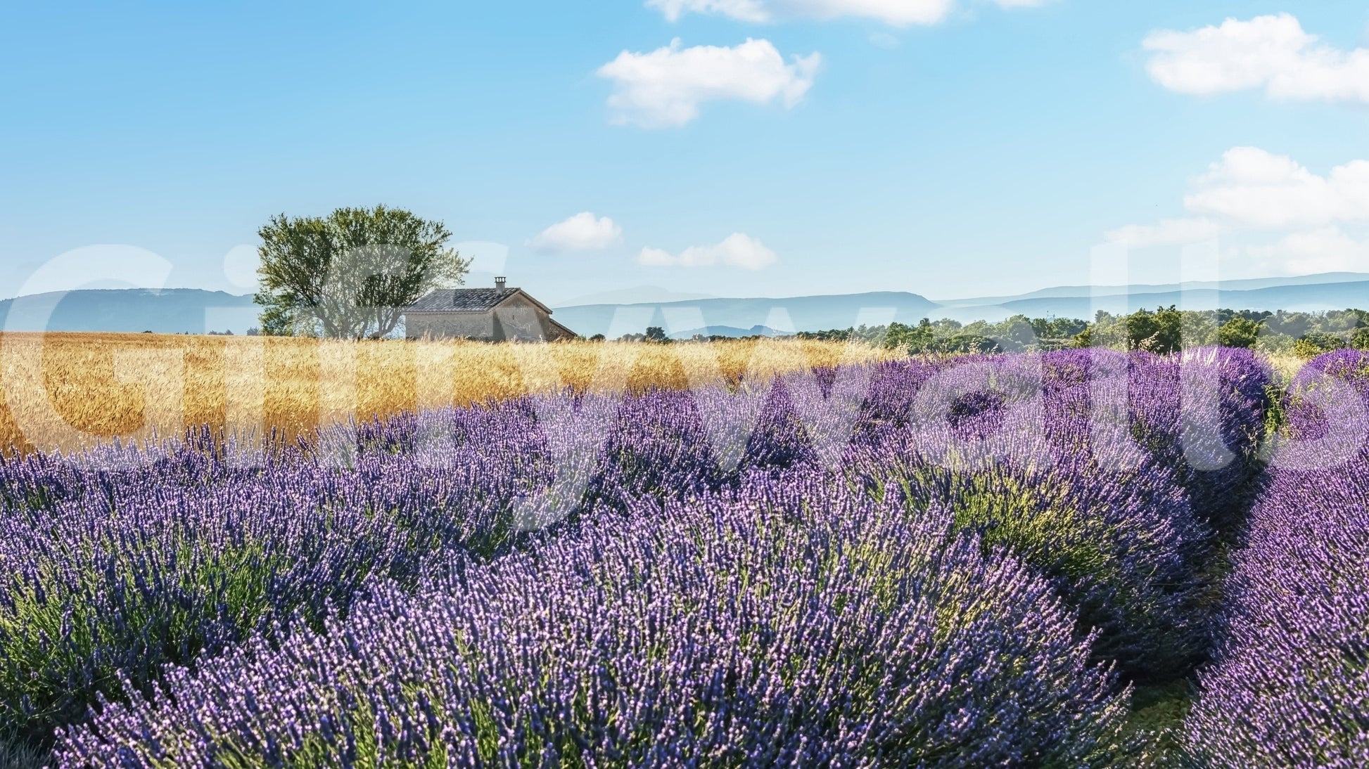 Elegant lavender field mural with soft purple wallpaper appearance