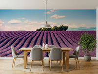 Provence lavender mural in lounge, purple haze look, modern feature wall decor