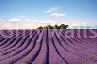 Lavender landscape wallpaper mural for entryway, soft purple tones, modern decor