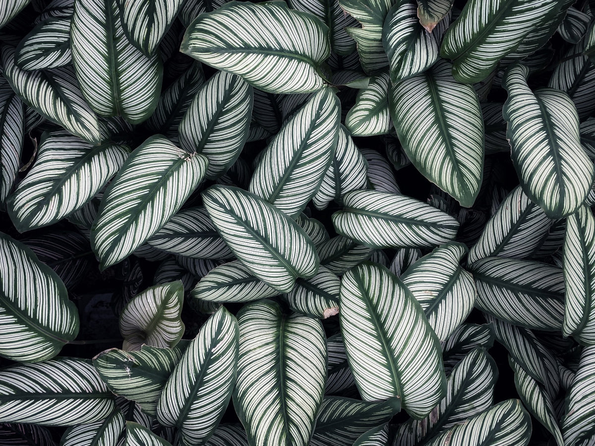 Green White Leaves Wallpaper Mural in your room