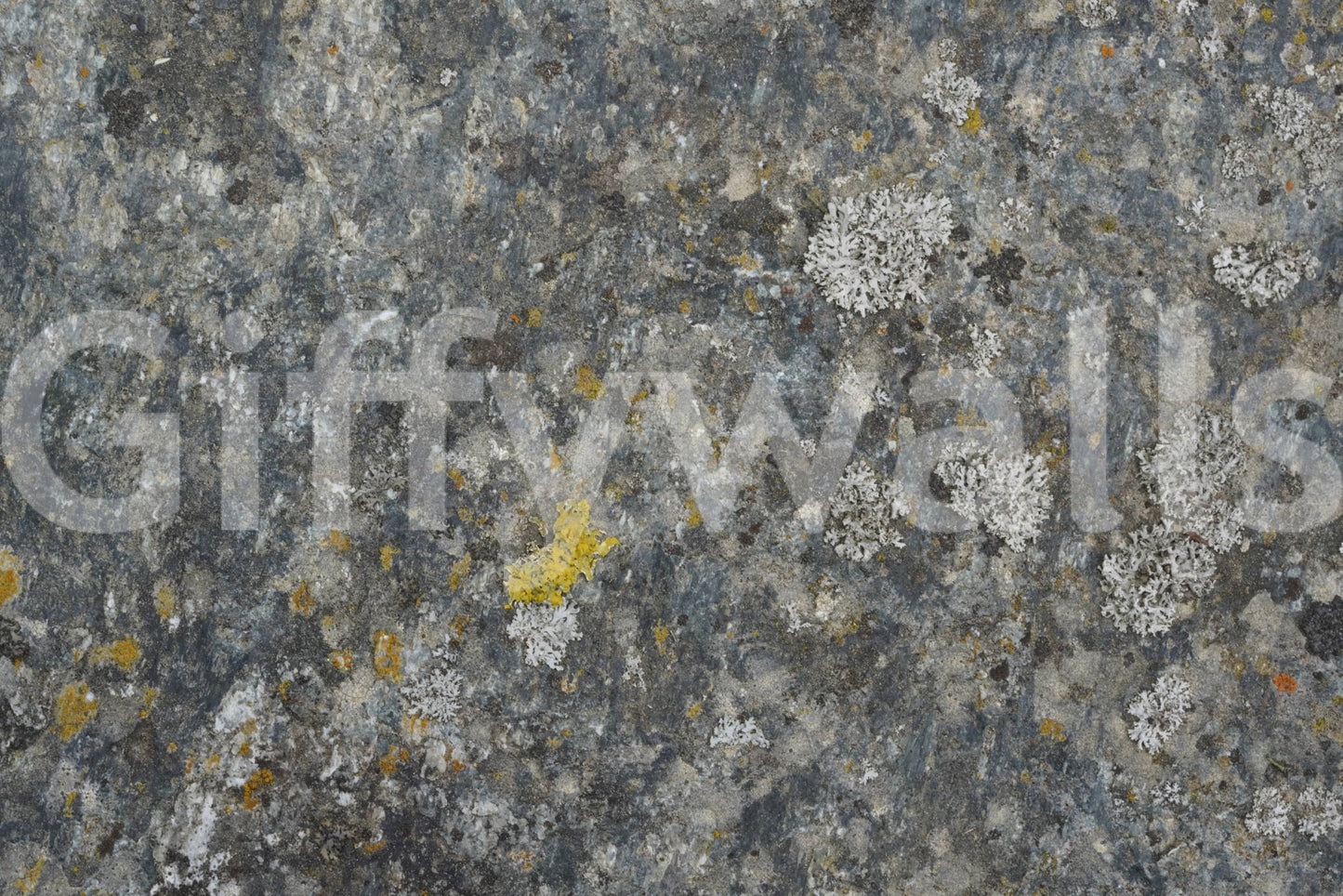 Lichen Rock Texture Wall Mural -2566591