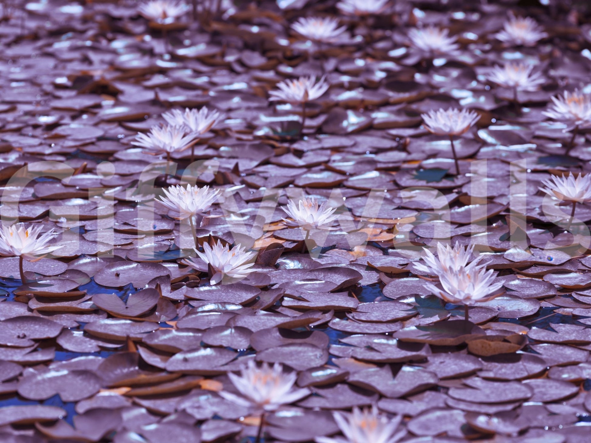 Lilac Lotus Pond Wall Mural