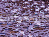 Lilac Lotus Pond Wall Mural