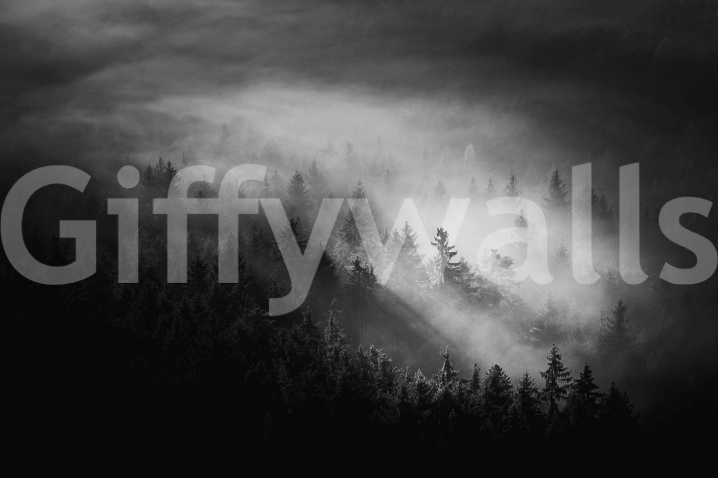 Striking Woodland Fog wallpaper, sunlight filtering through vapors.