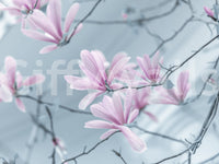 The image captures the delicate nature of flowers.

