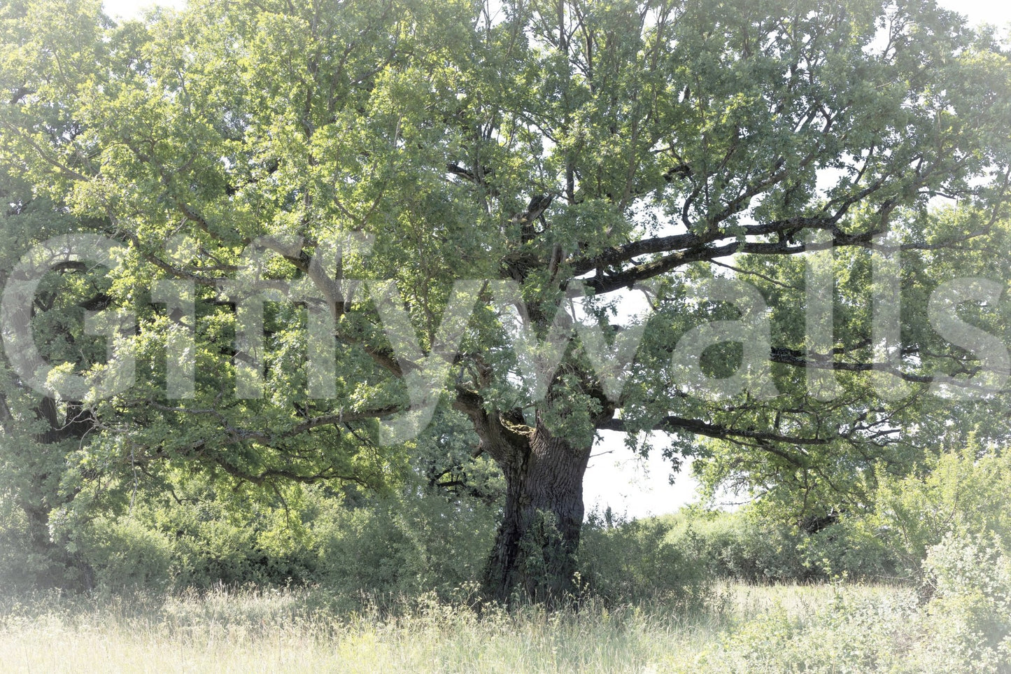 Grounded oak tree mural wallpaper

