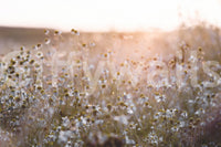 Bold scenic pattern Meadow Bloom Sunset for walls.