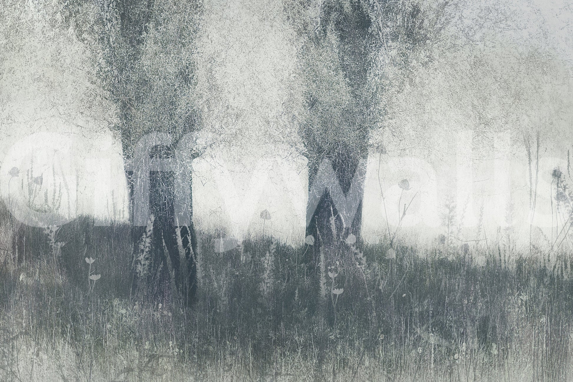 A high-quality minimalist tree wall mural for walls.