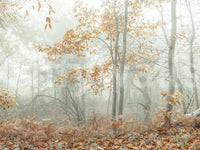 Misty Autumn Morning Wall Mural