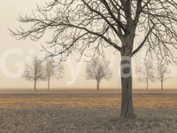 Misty Countryside wallpaper mural close-up of a bare tree and golden field under soft fog at dawn