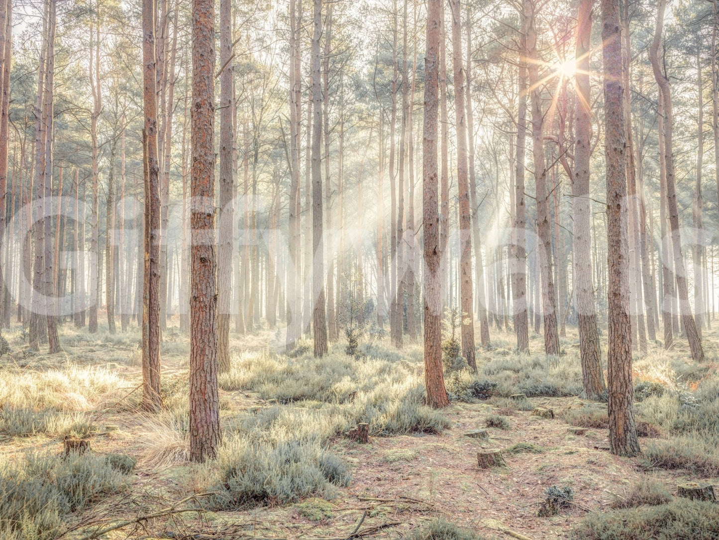 Sunrise's Kiss in the Misty Forest Wall Mural