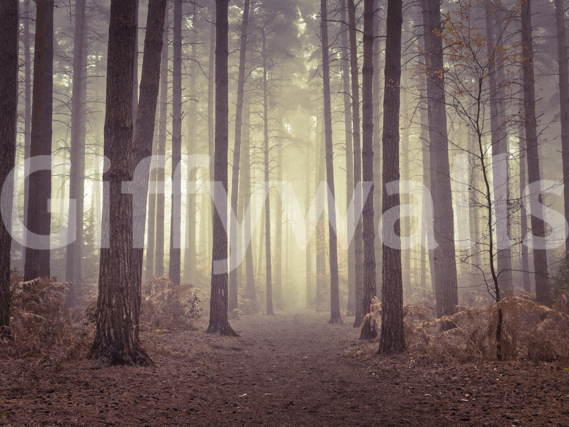 Foggy forest wall mural on stair wall, layered tree line, modern natural style